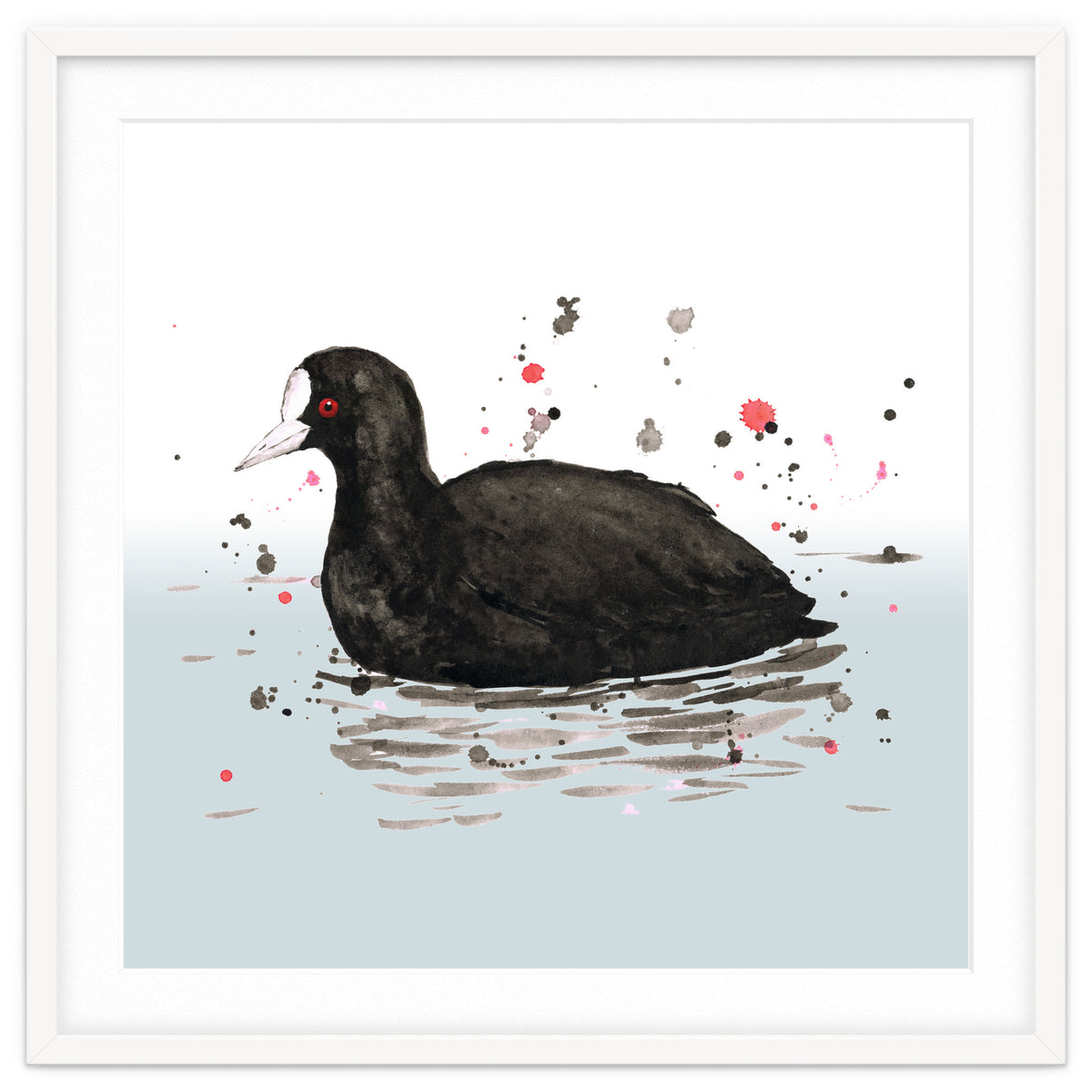 Common coot