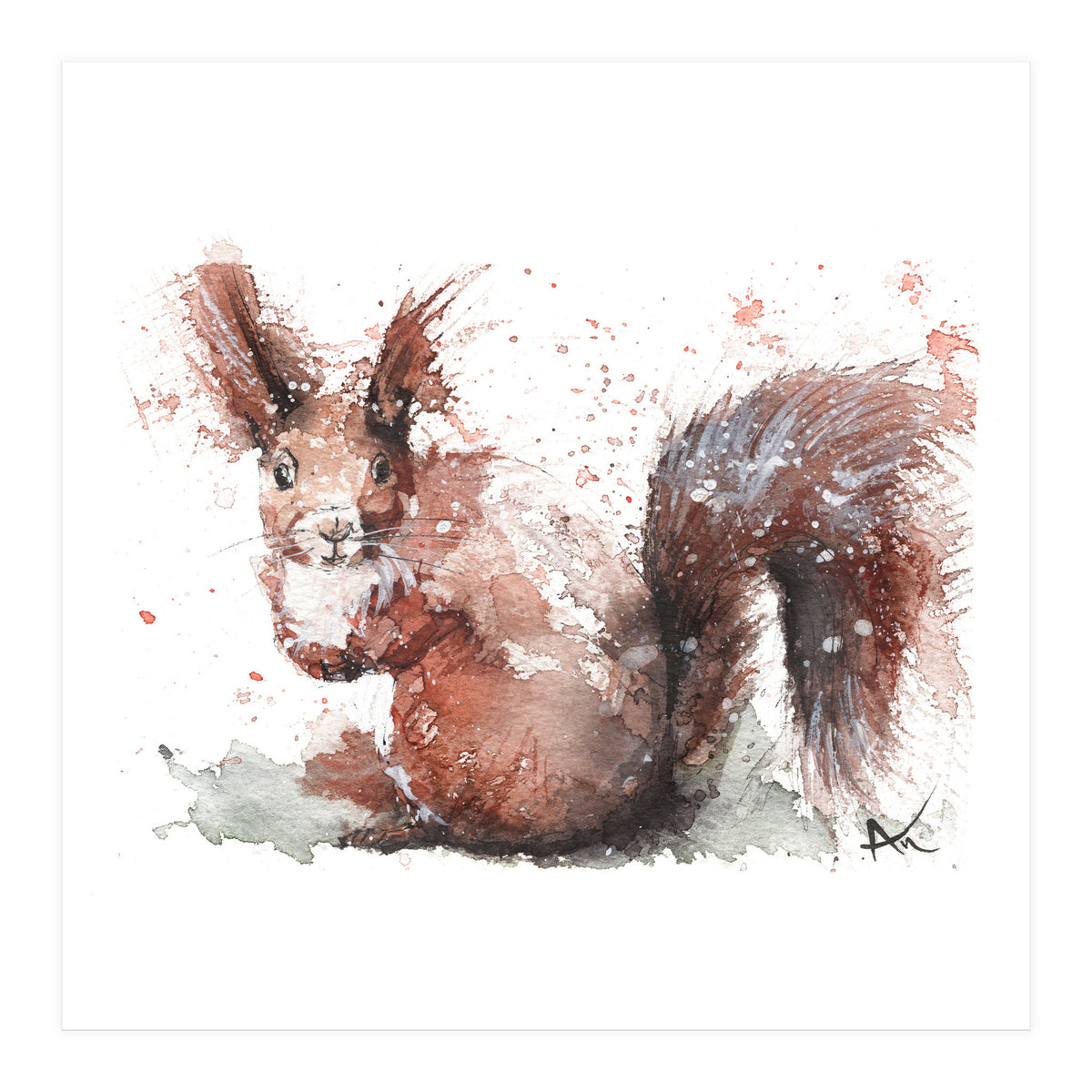 Squirrel - Wildlife Collection (Print Only)