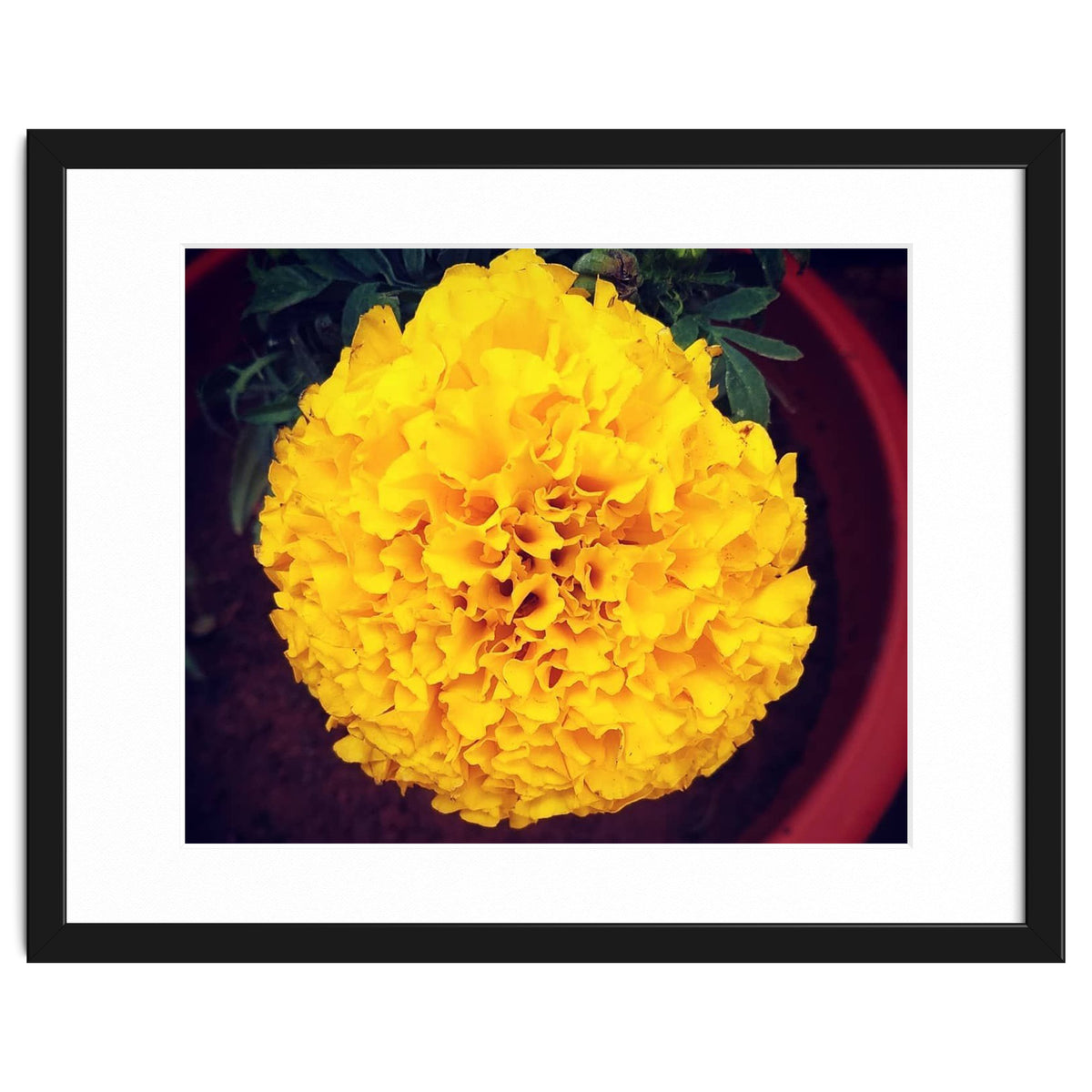 Yellow Chrysanthemum