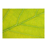 Autumn Leaf (Print Only) thumbnail