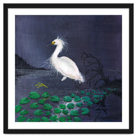 Twilight egret