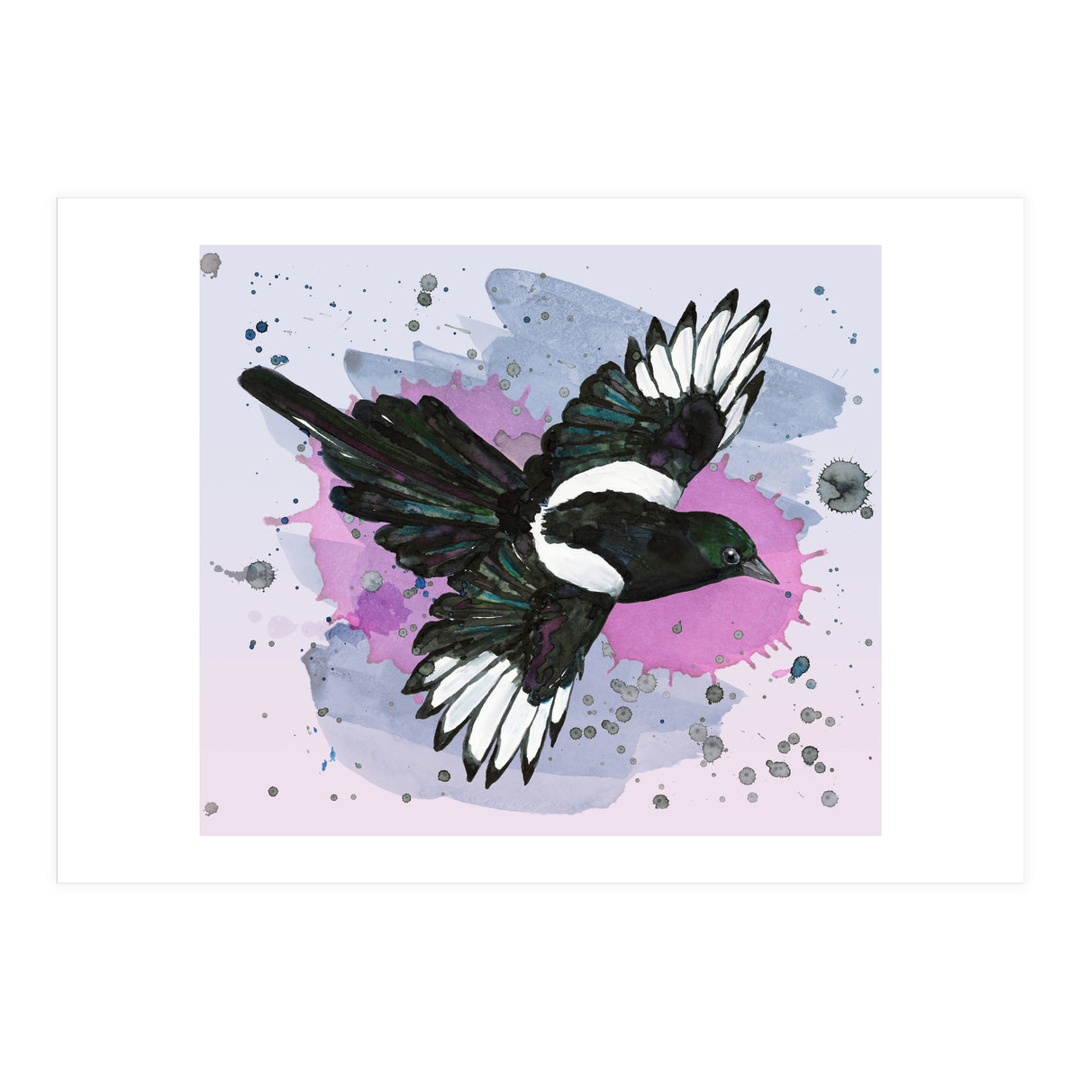 A watercolor drawing of a flying magpie (Print Only)