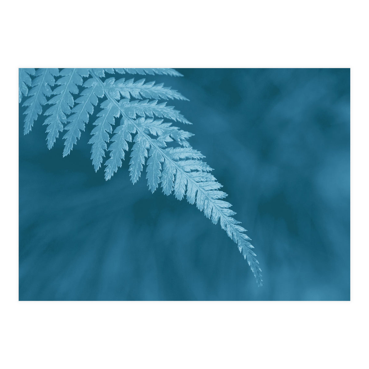 Pteridopsida 1 (Print Only)