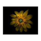 Backyard Flowers No 34 Color Version (Print Only) thumbnail