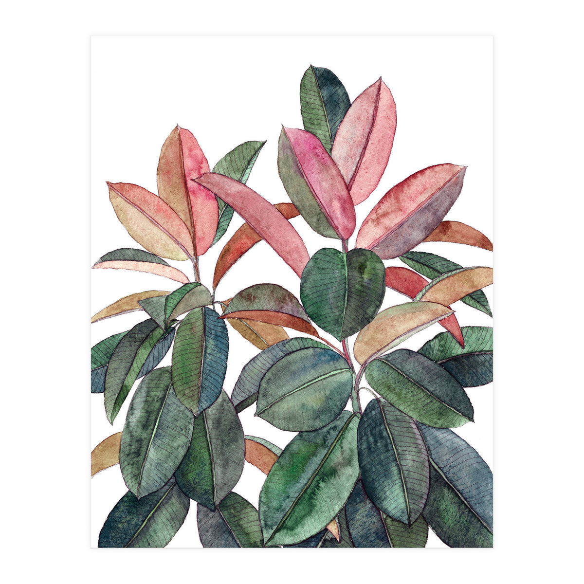 Rubber Plant (Print Only)