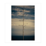 SEA AND TREE (Print Only) thumbnail