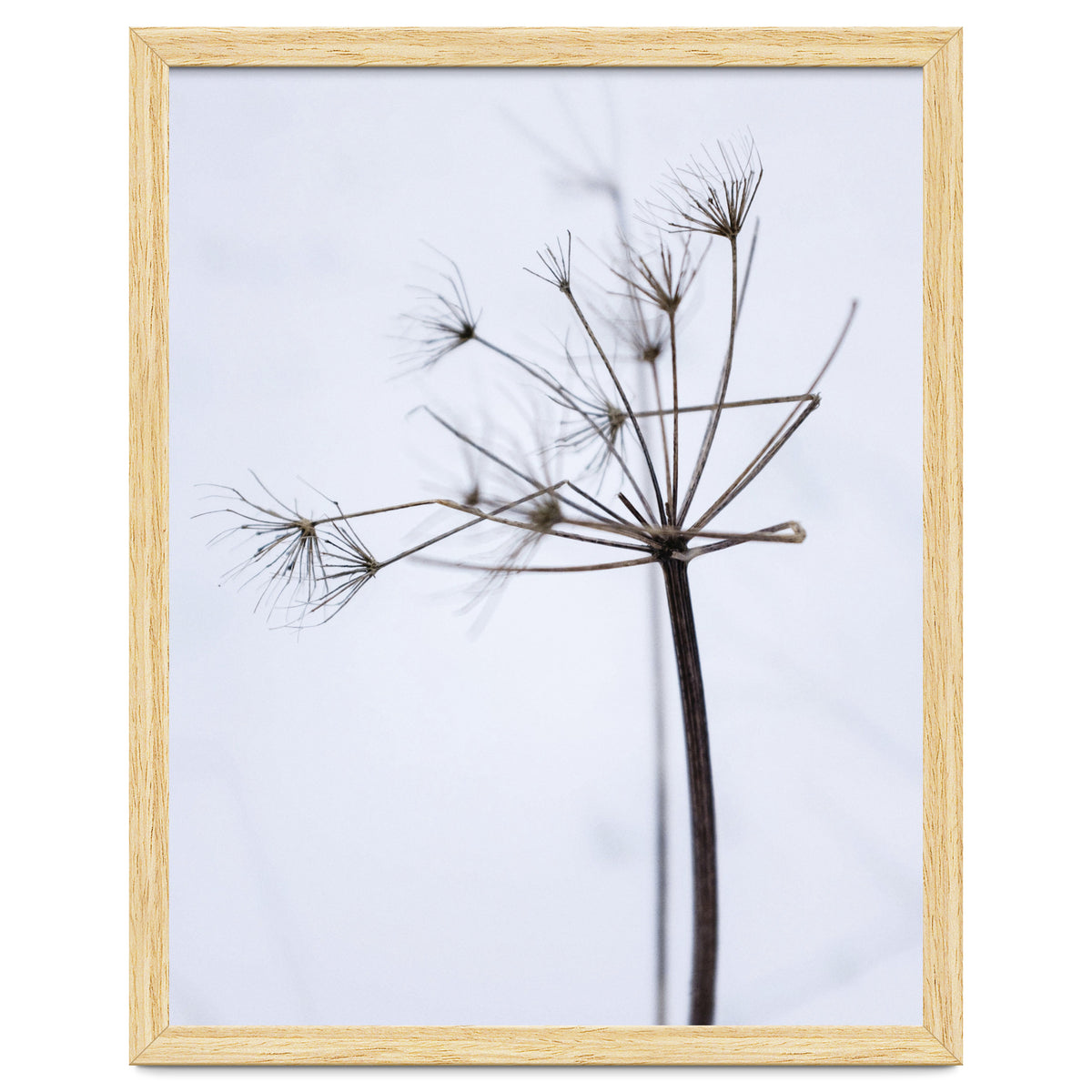 Wildflower in Winter