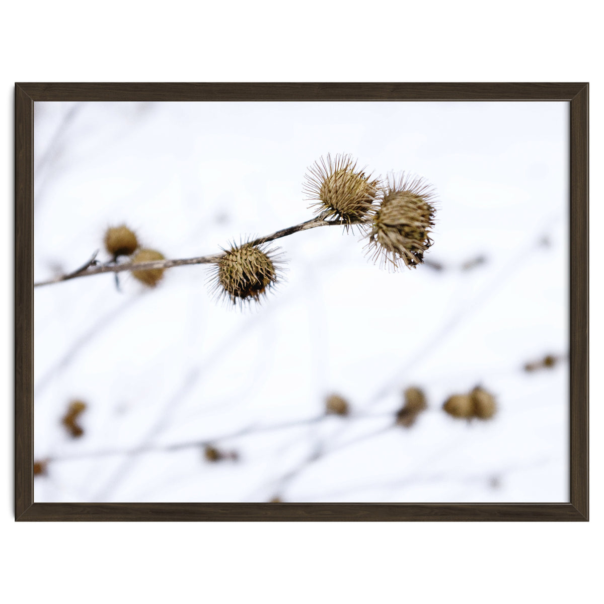 Winter Thistles