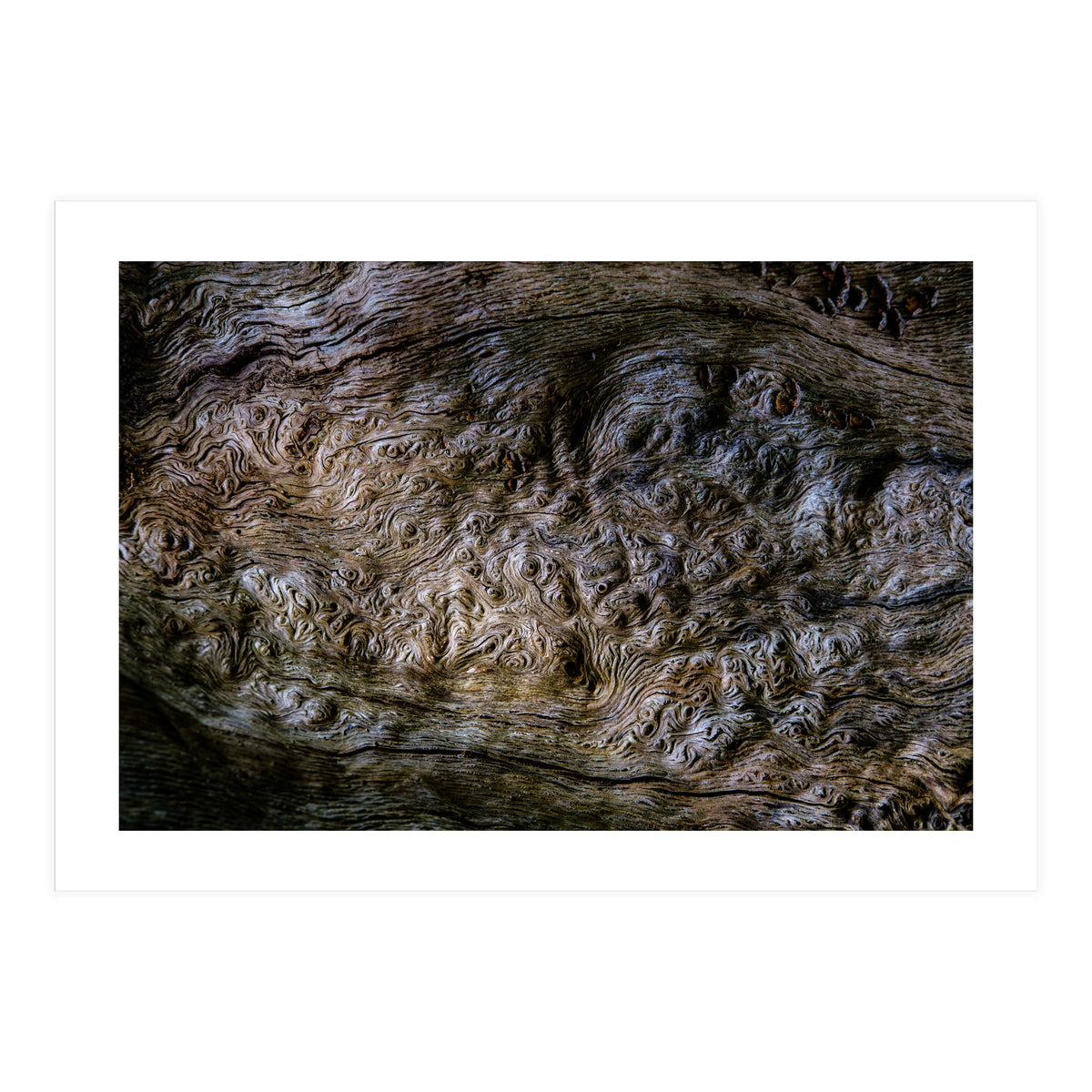 Burlwood pattern in tree  (Print Only)