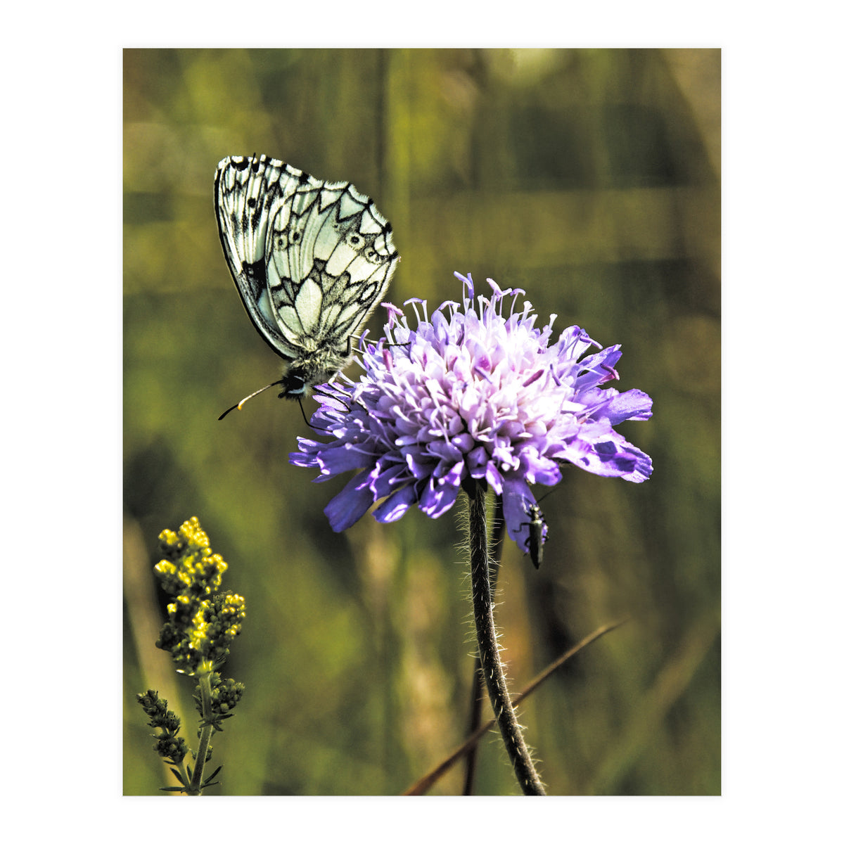 Marble white (Print Only)