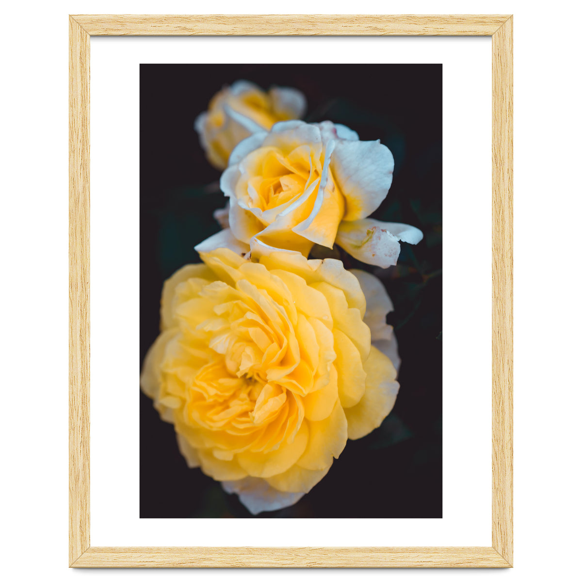 Yellow Rose
