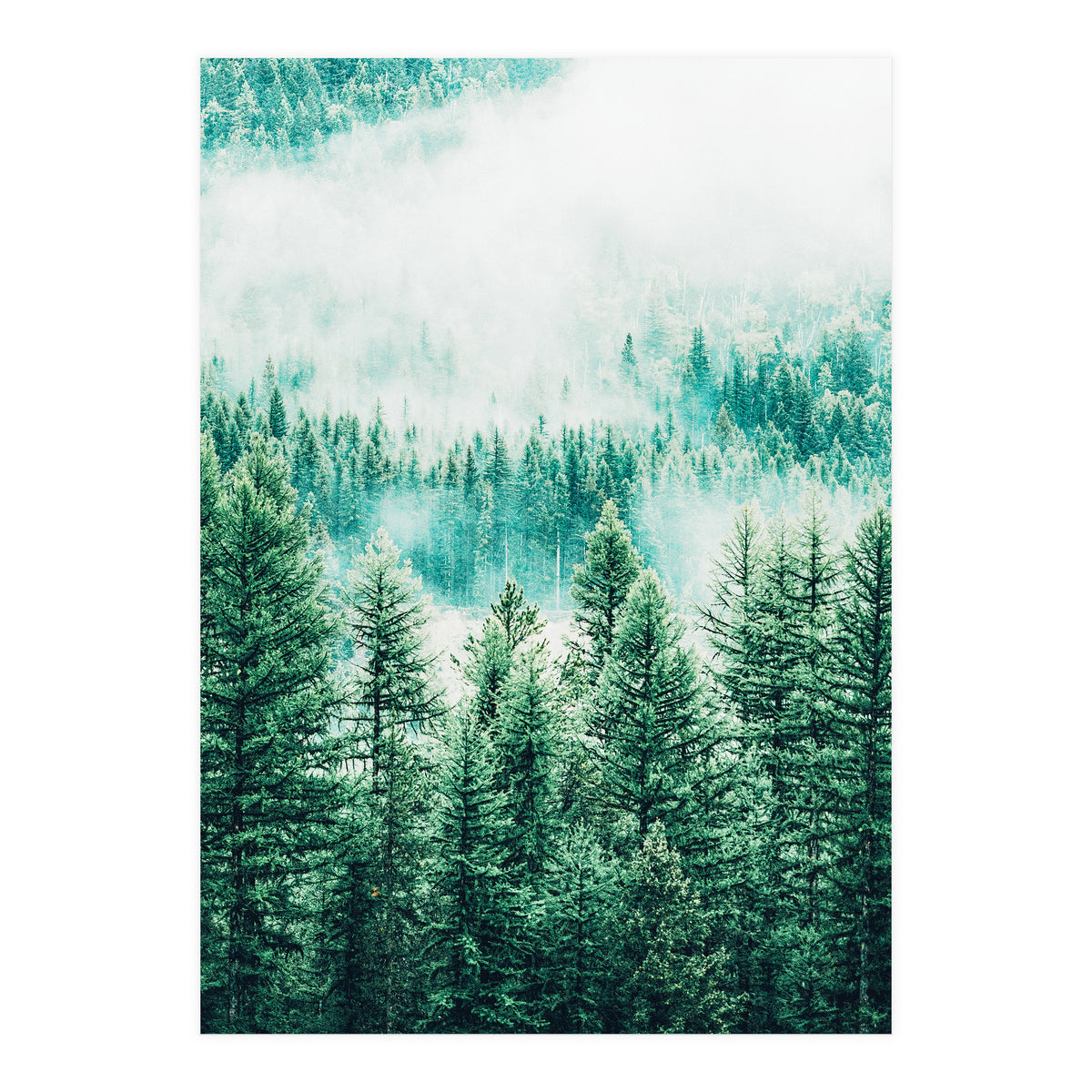 Forest And Fog (Print Only)