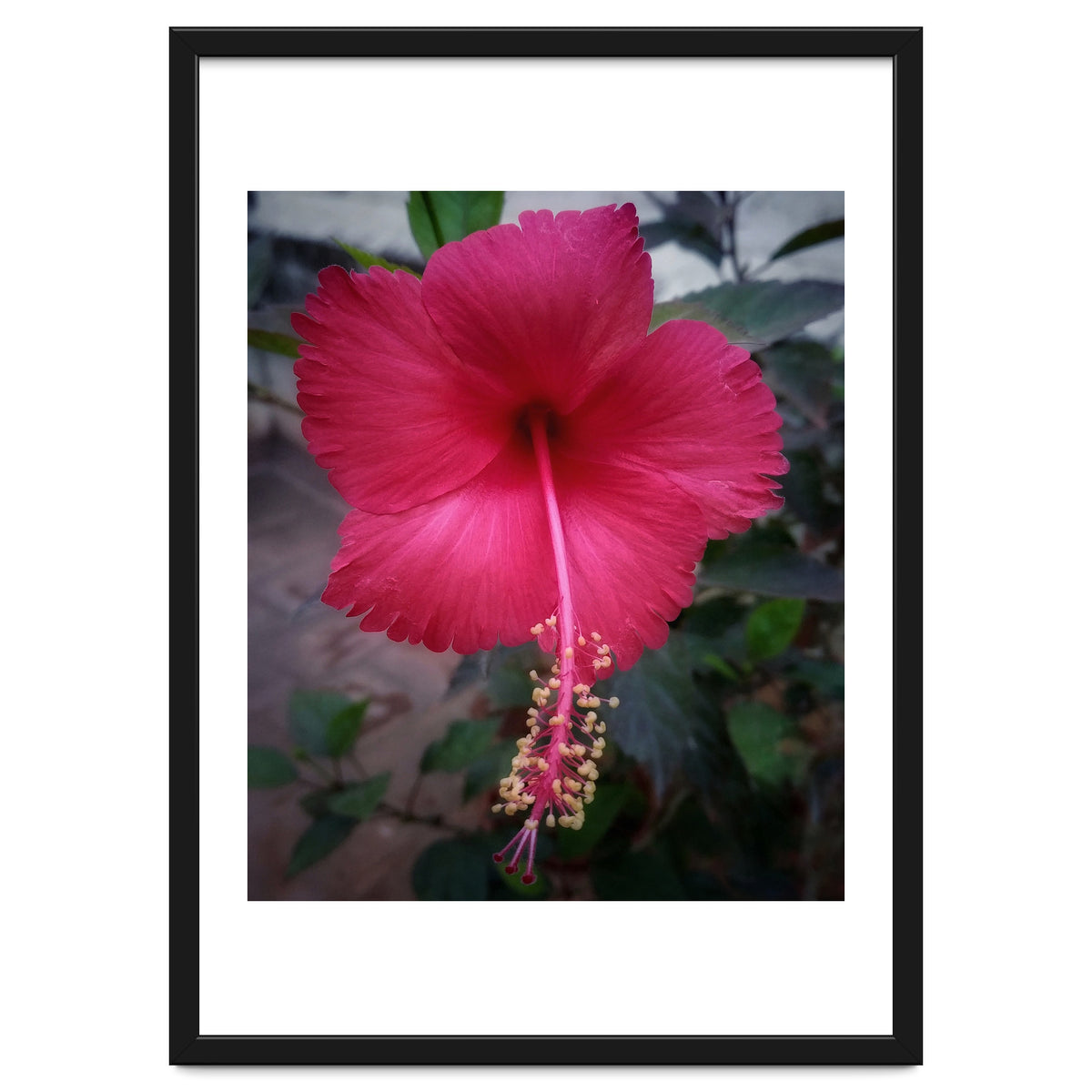 Beautiful Hibiscus Flora