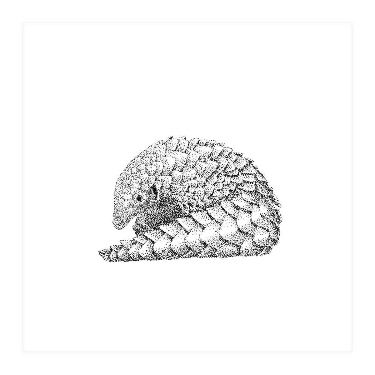 Pangolin (Print Only)