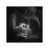 Orang-Utang (Print Only) thumbnail