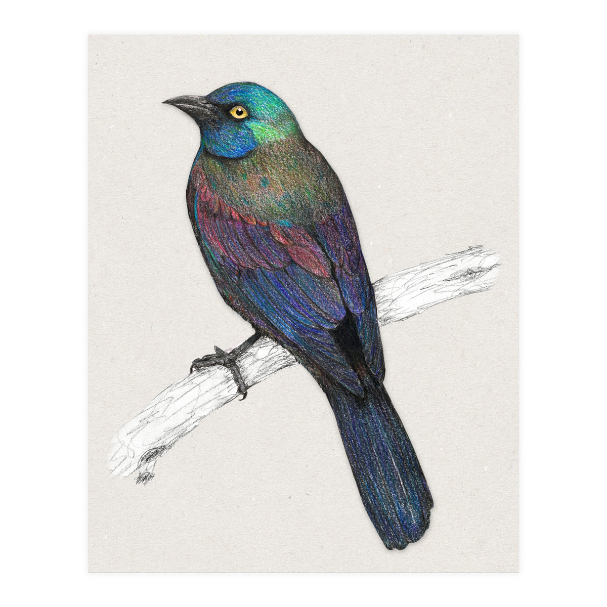 Common Grackle (Print Only)