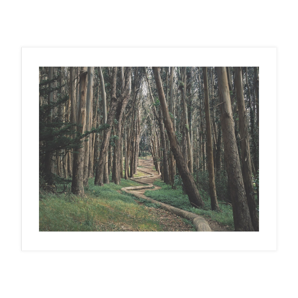 The Wood Line II (Print Only)