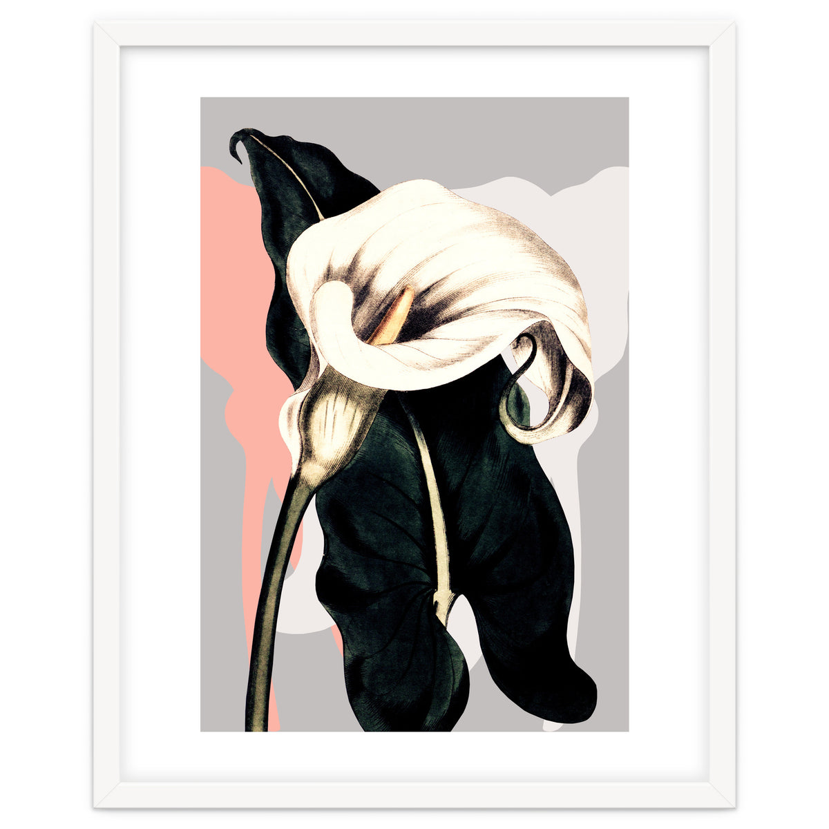 Calla lily flower