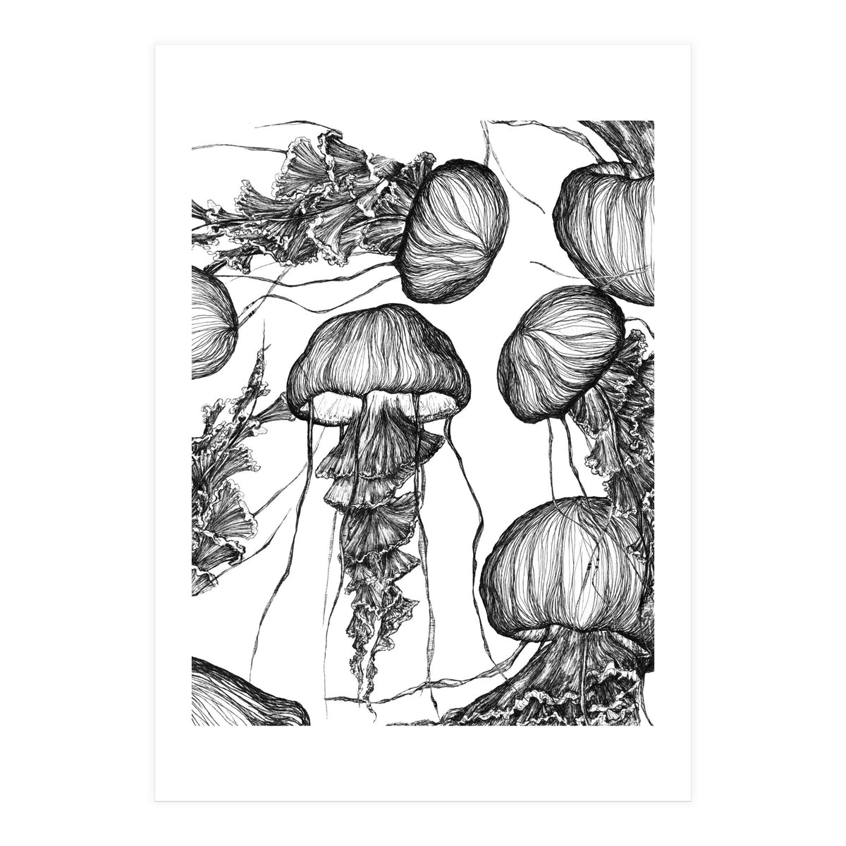 jellyfish (Print Only)