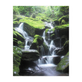 Forest (Print Only) thumbnail