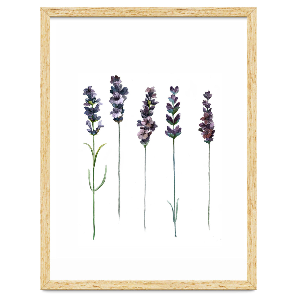 Botanical Illustration Lavender