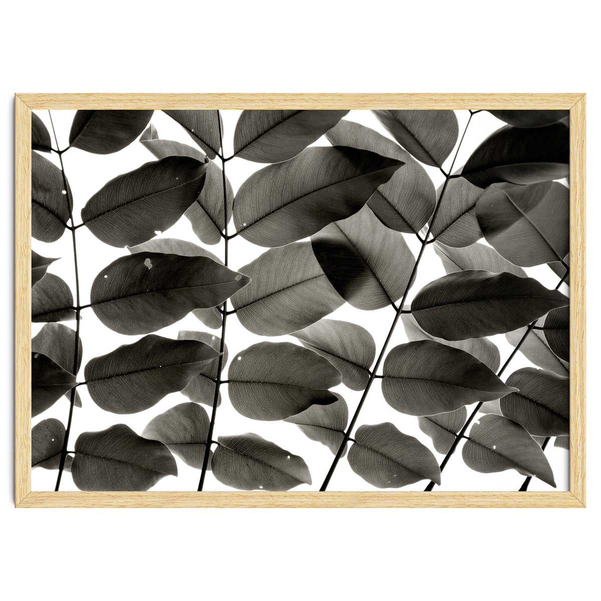 Branches and Leaves I