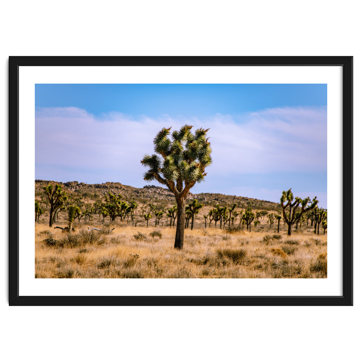 Joshua Tree