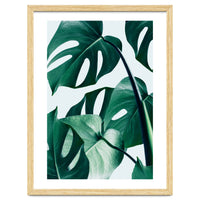 Monstera