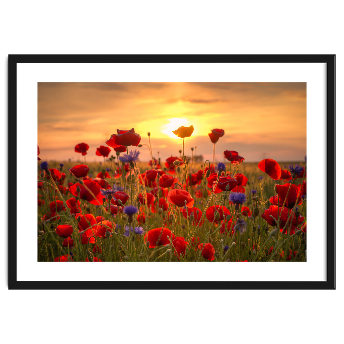 Poppies Sunset