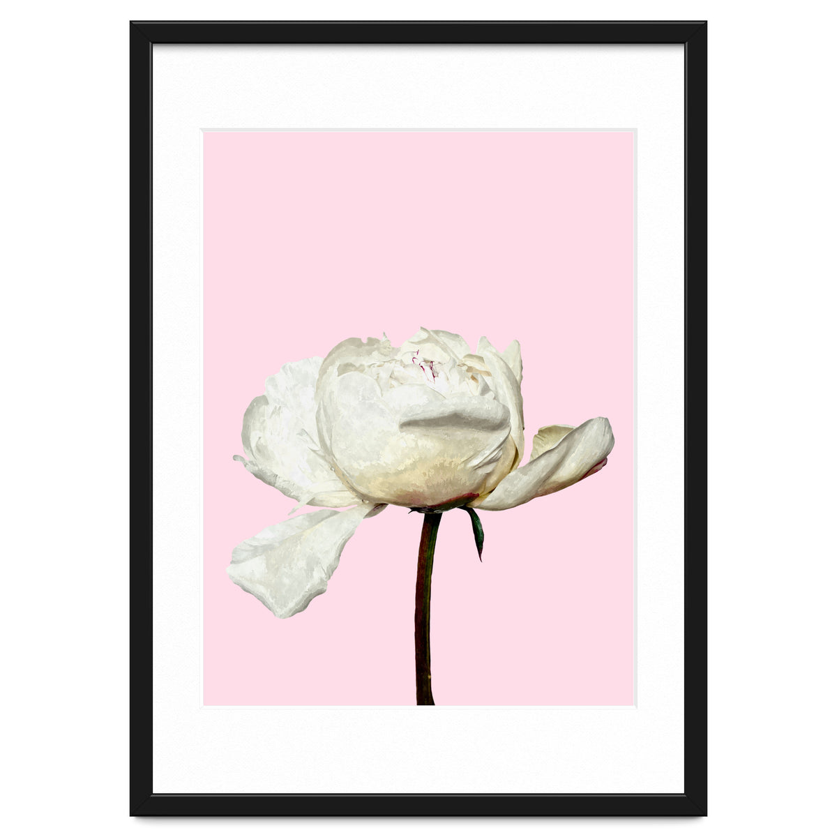 White Peony Pink Background