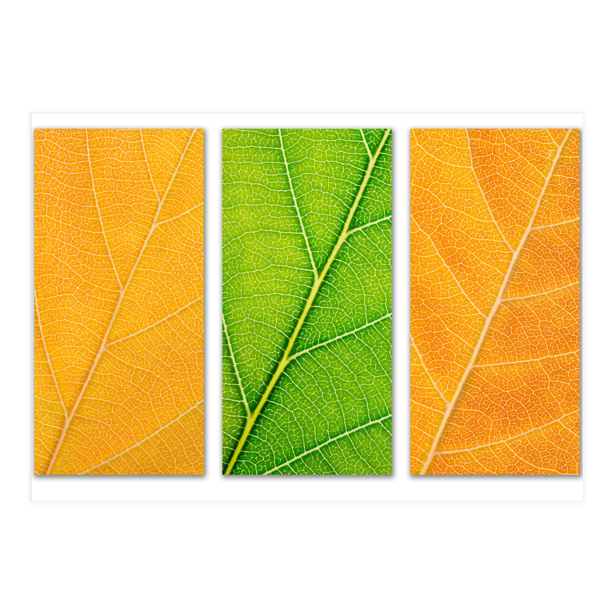 Autumn Leaves (Print Only)