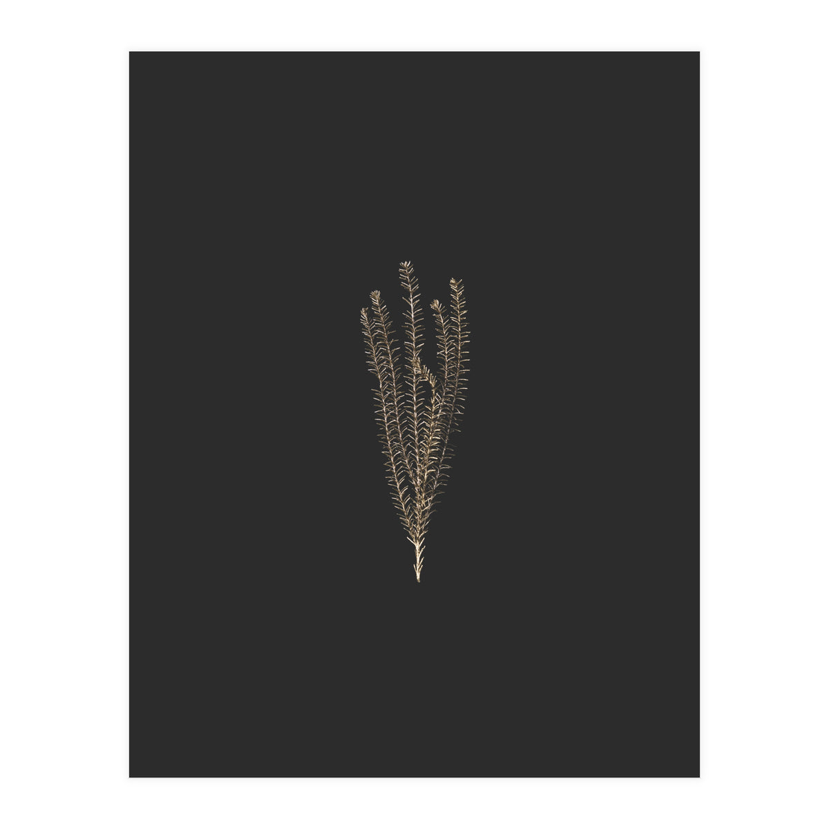 Delicate Fynbos Botanicals in Gold and Black (Print Only)
