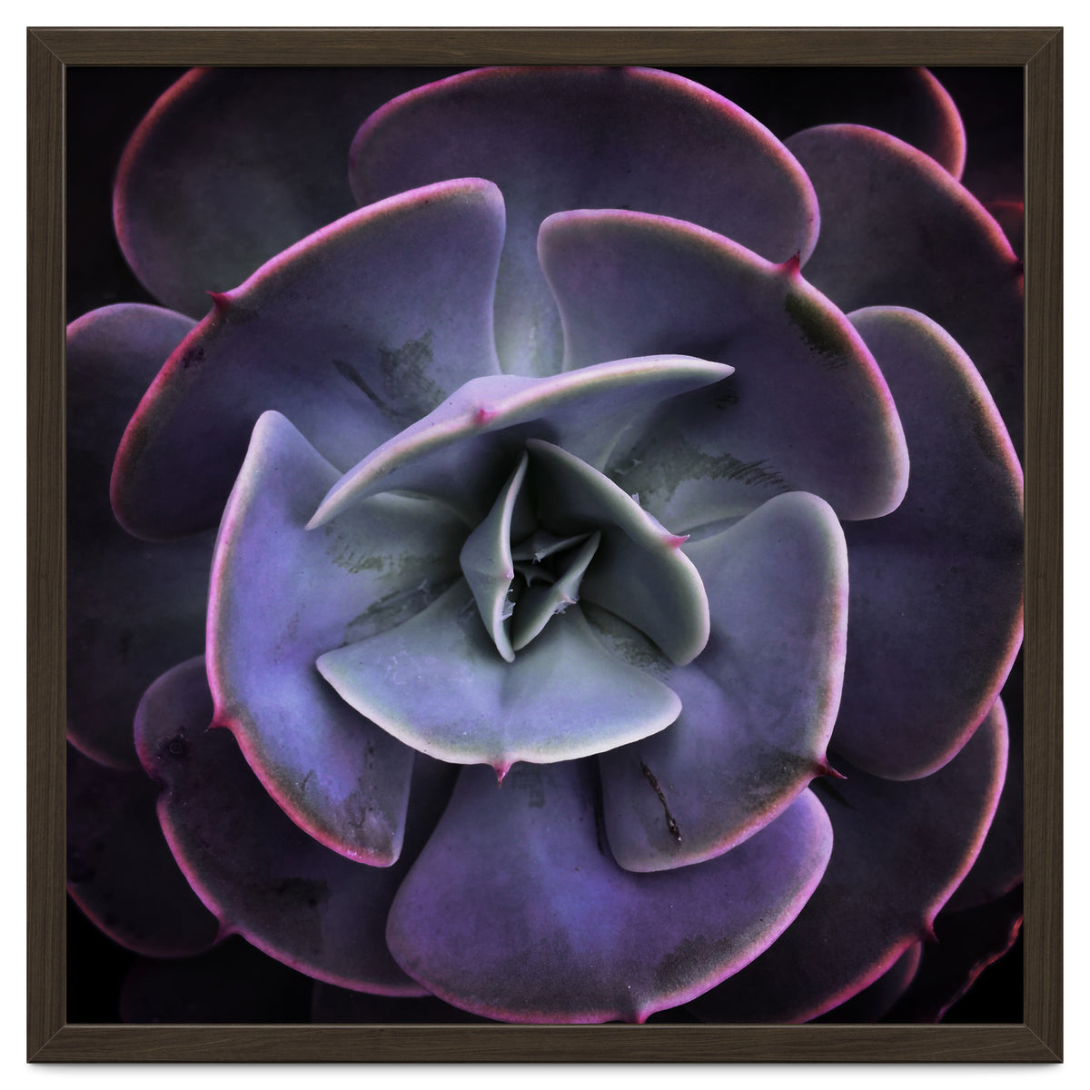 DARKSIDE OF SUCCULENTS VII