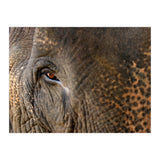 Face To Face - Elephant eye (Print Only) thumbnail