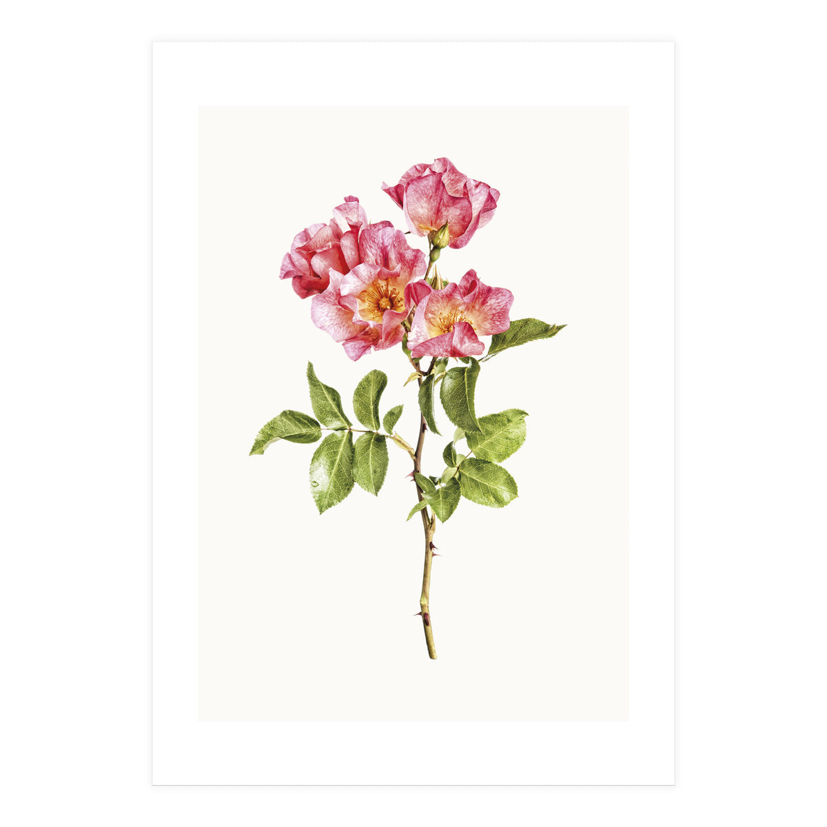 Cc Roses 02 (Print Only)