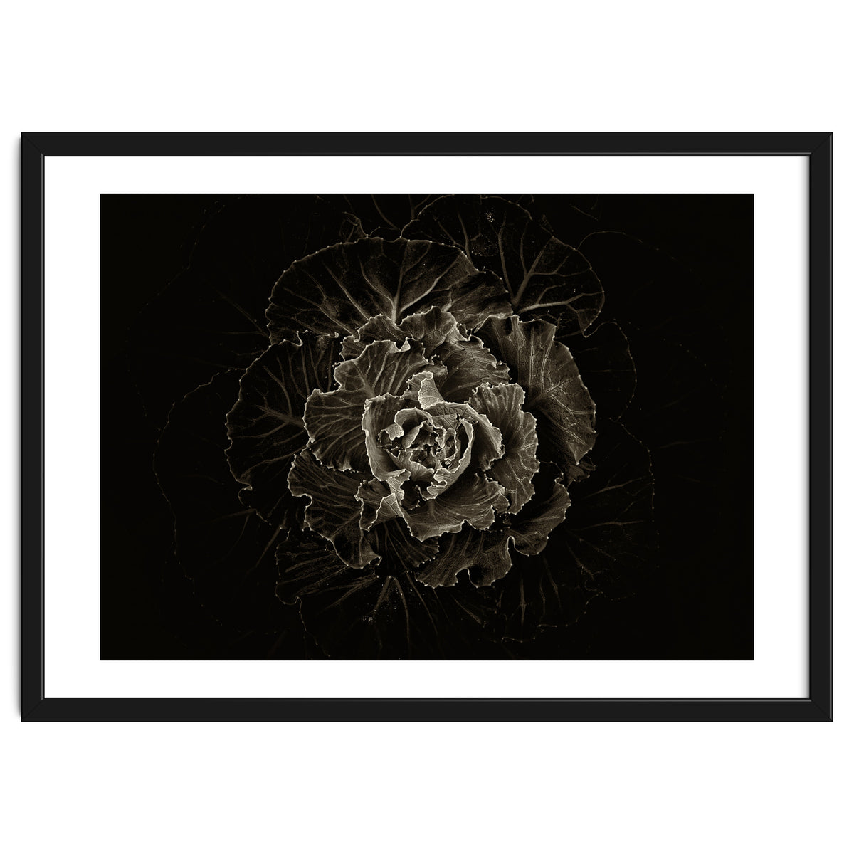 Backyard Flowers No 100 Sepia Version