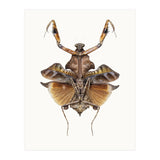Cc Insects 06 (Print Only) thumbnail