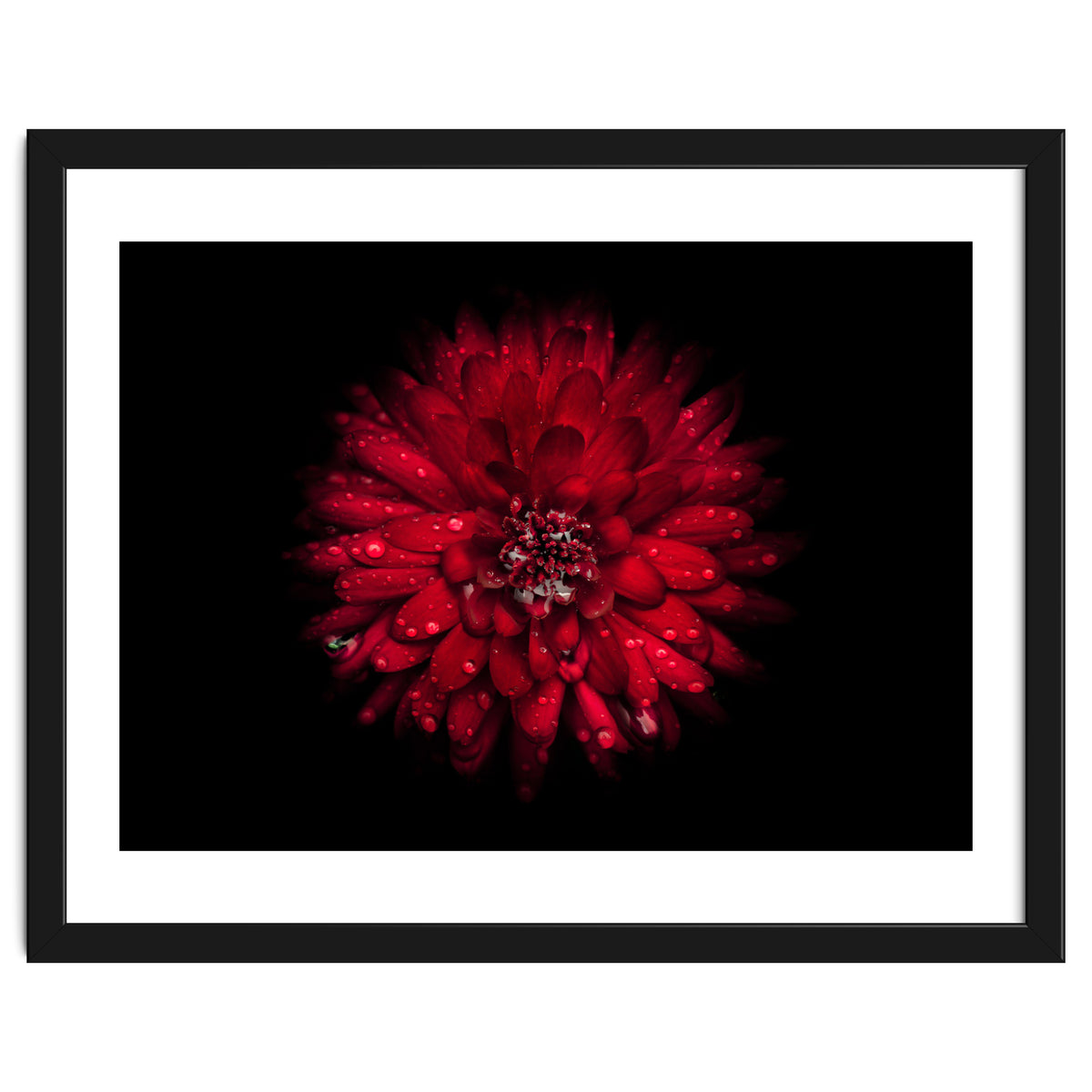 Backyard Flowers 45 Color Version