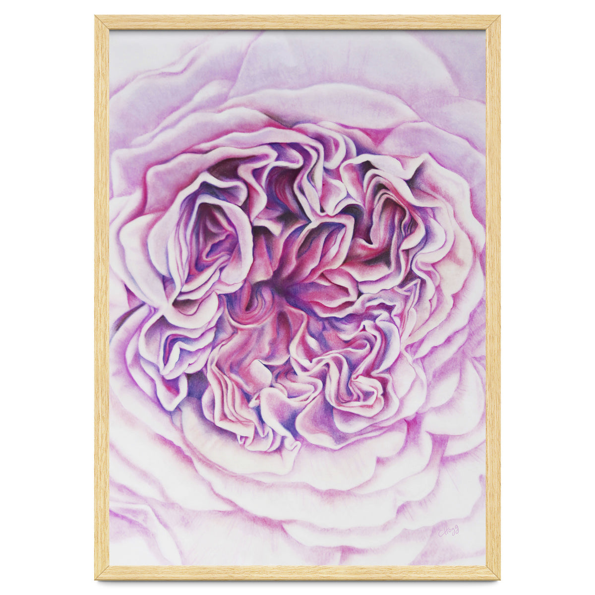 A Rose Is A Rose Std