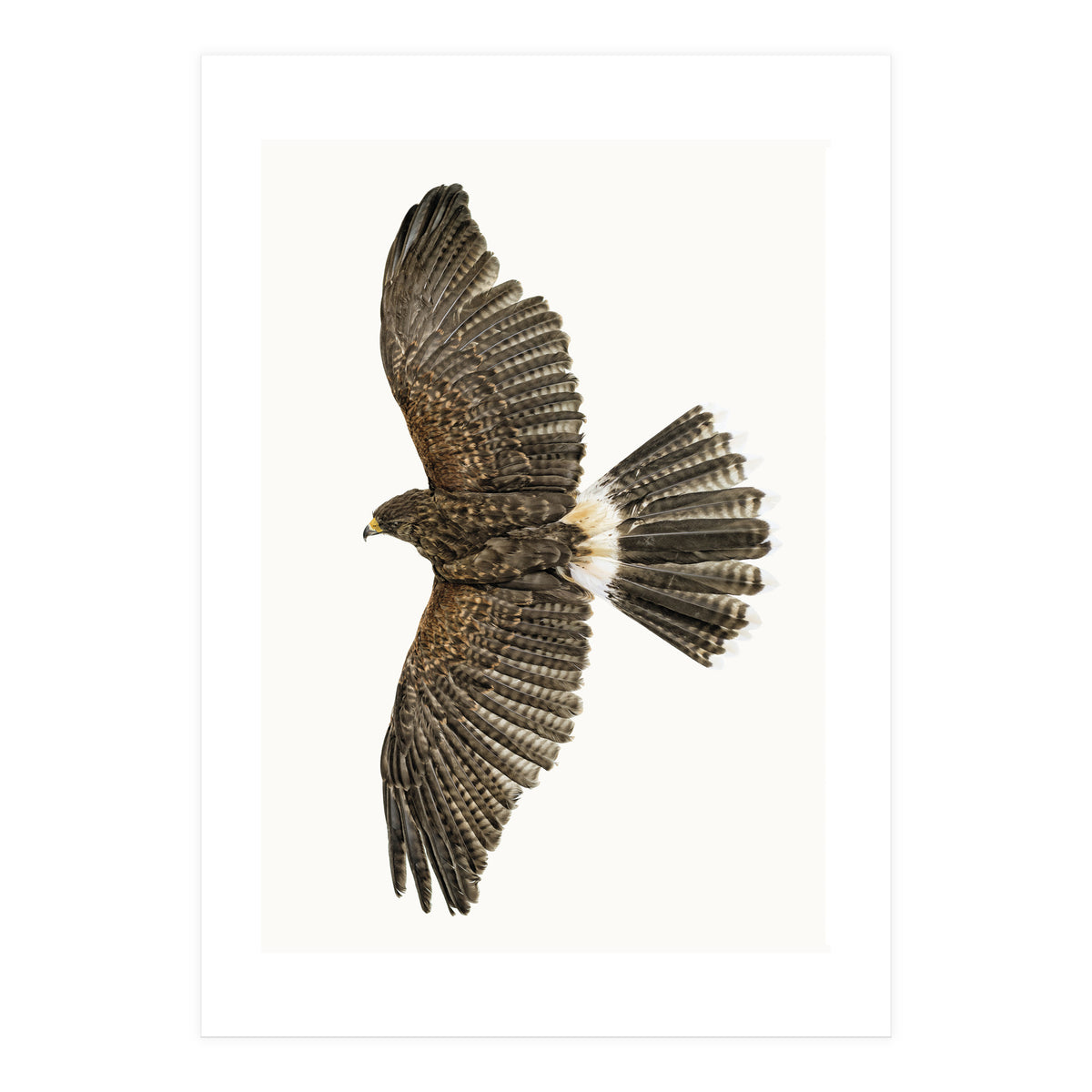 Cc Birds 09 (Print Only)