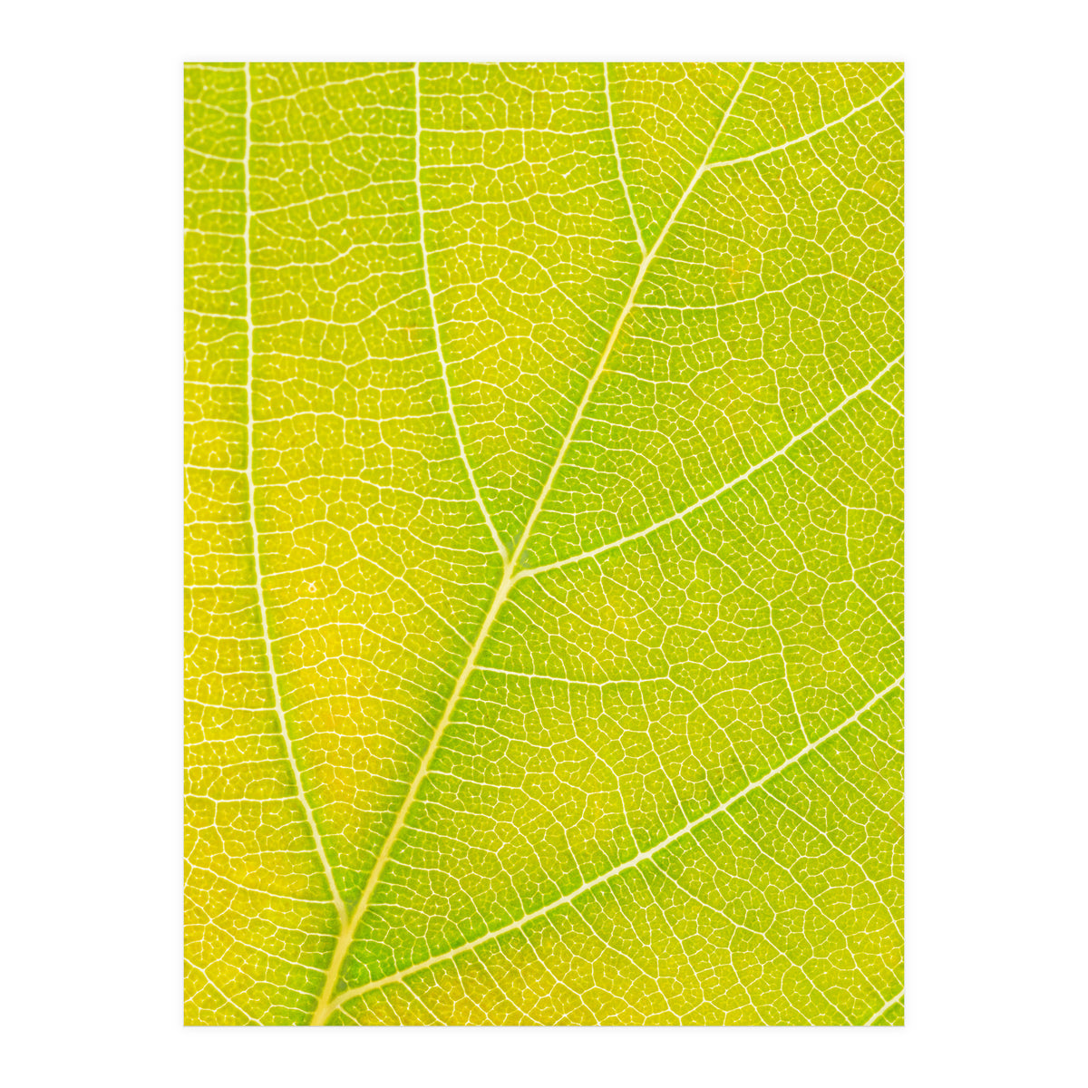 Autumn Leaf (Print Only)
