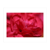 Red Peony (Print Only) thumbnail