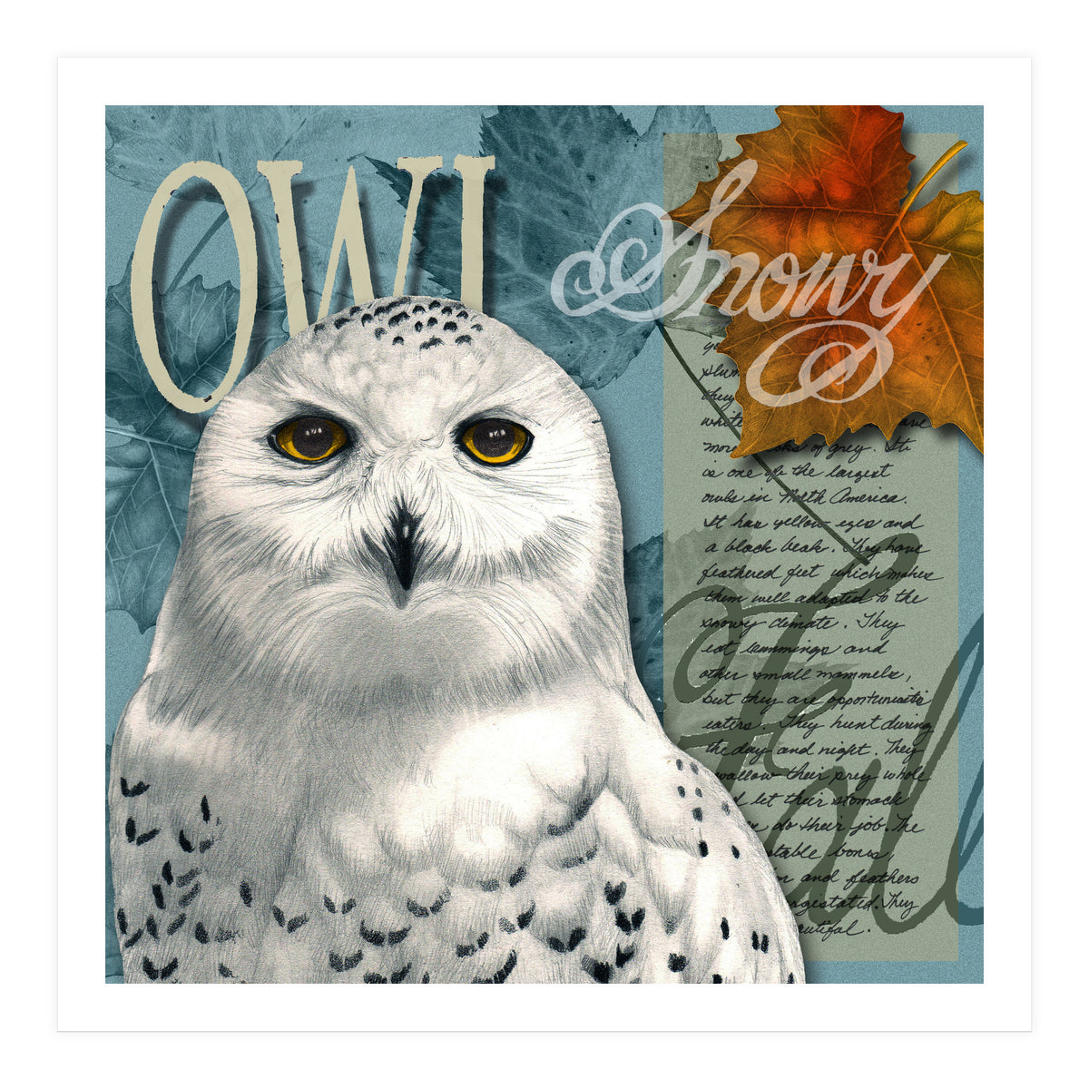 Snow Owl (Print Only)