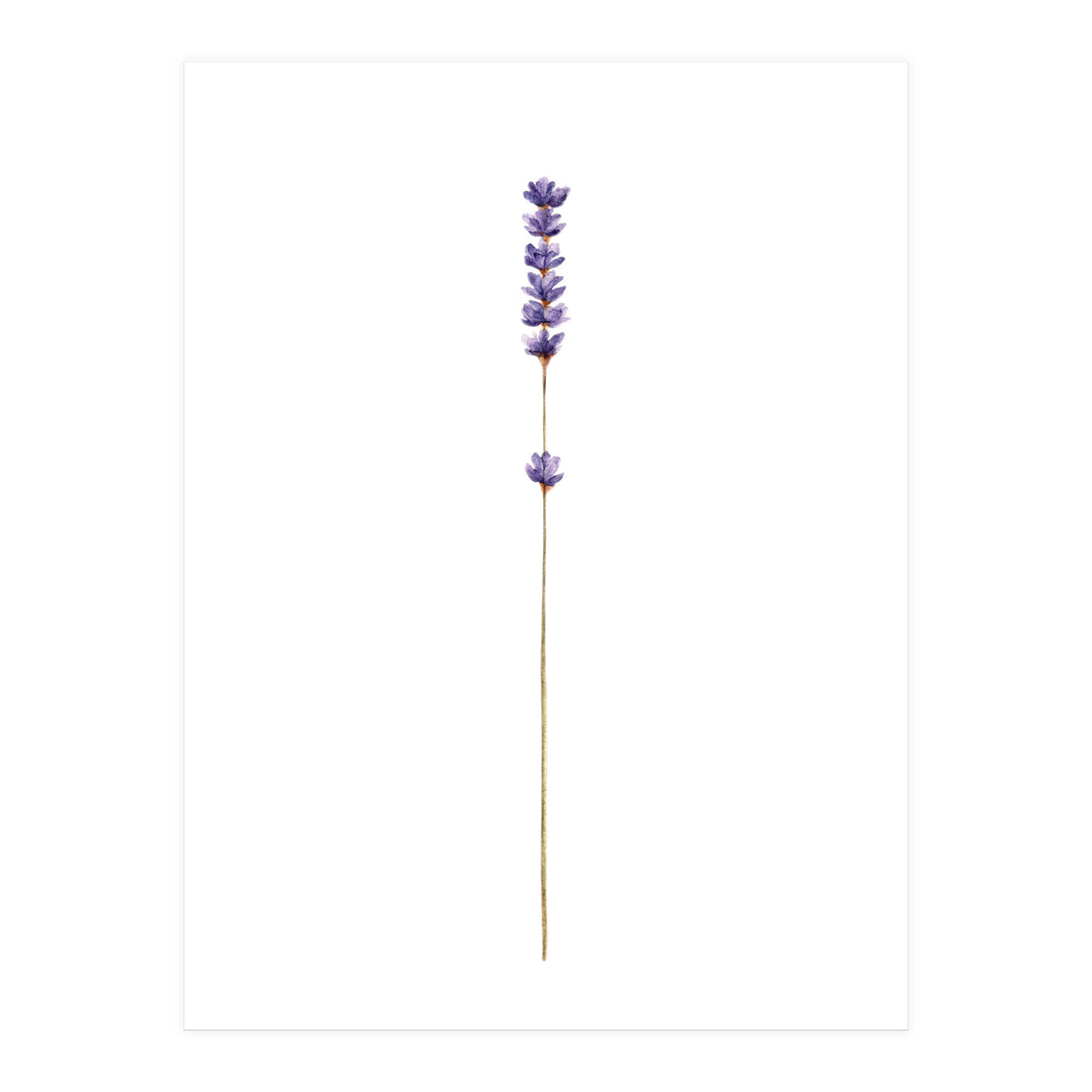 Lavender twig (Print Only)