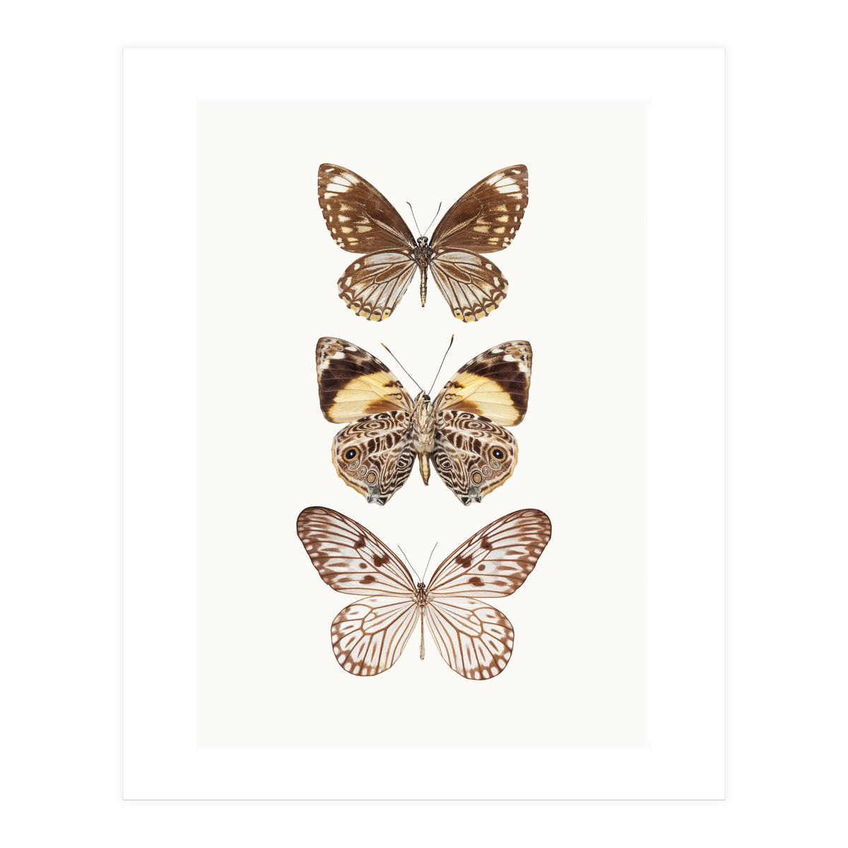 Cc Butterflies 06 (Print Only)