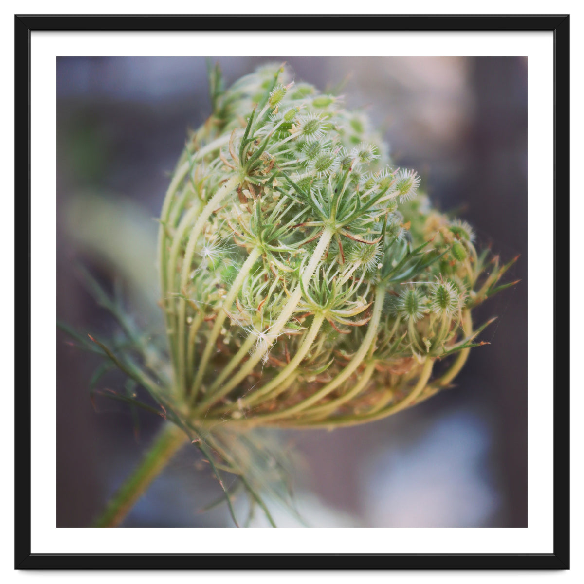 Seed head