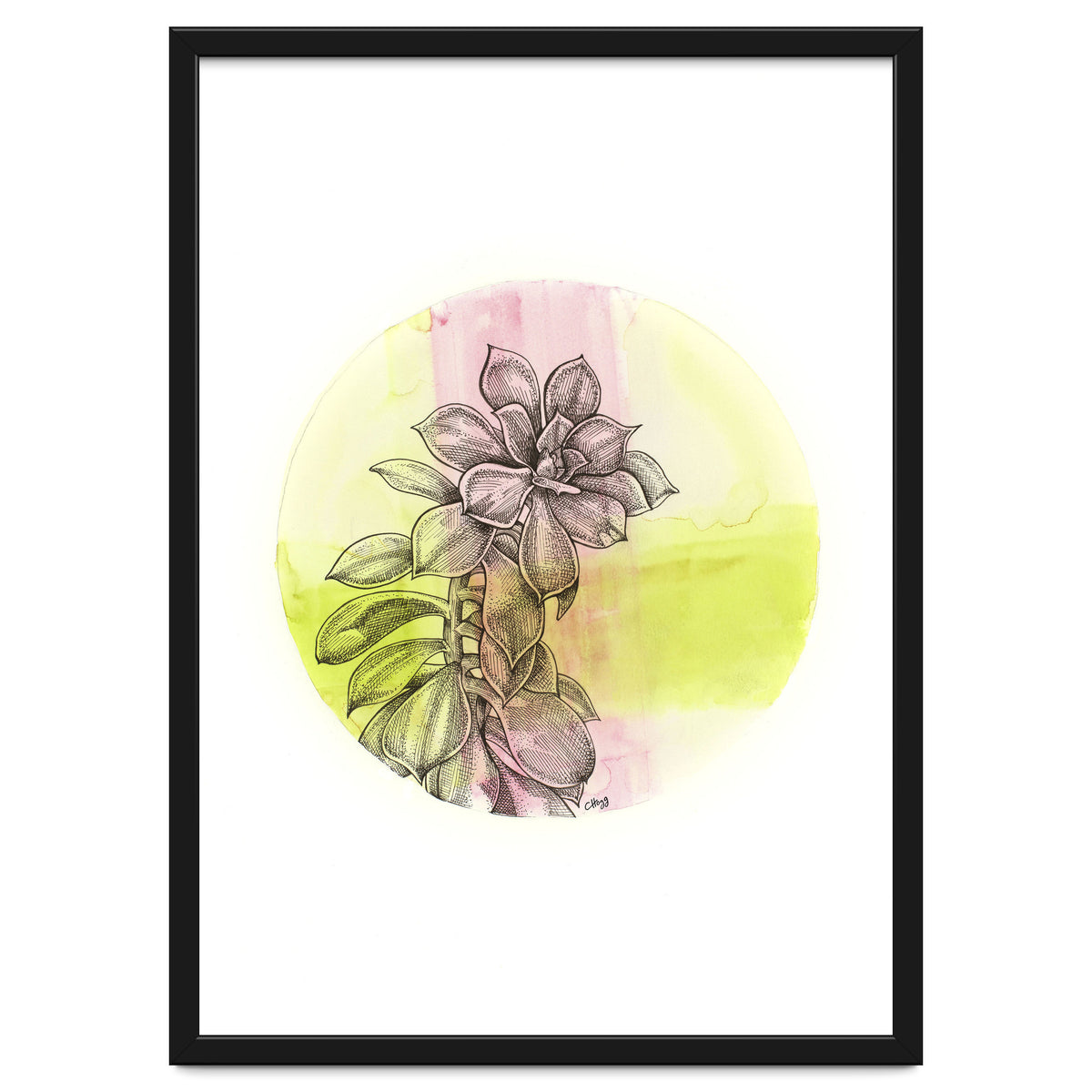 Succulent On Pink And Green