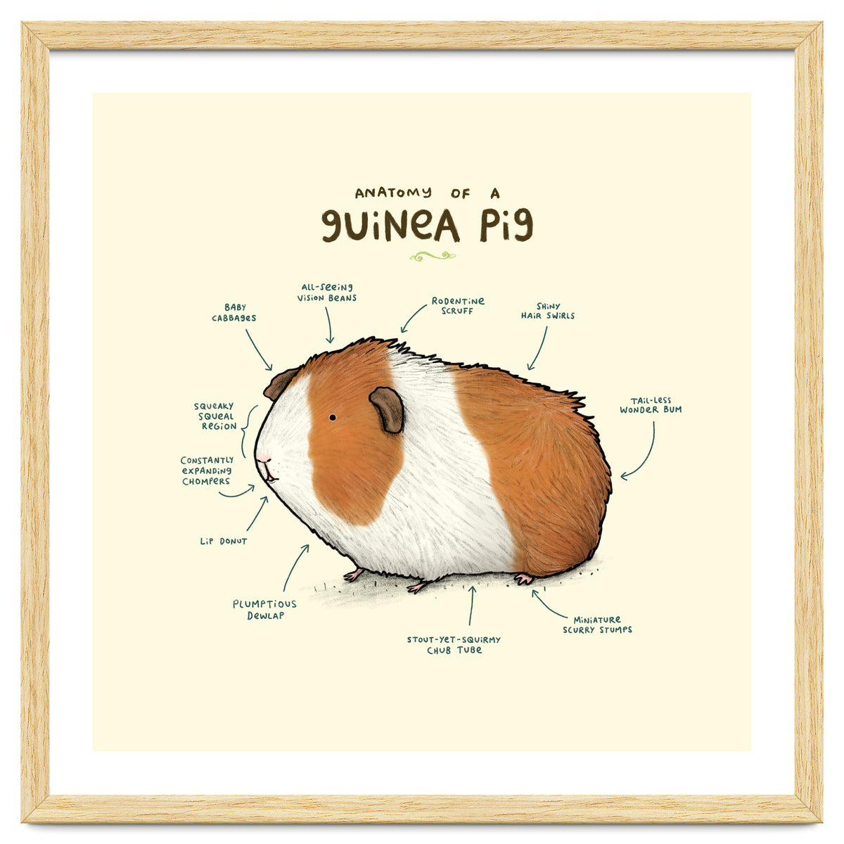 Anatomy Of A Guniea Pig
