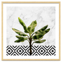 Banana Plant On White Marble And Checker Wall