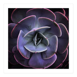 DARKSIDE OF SUCCULENTS VII (Print Only) thumbnail